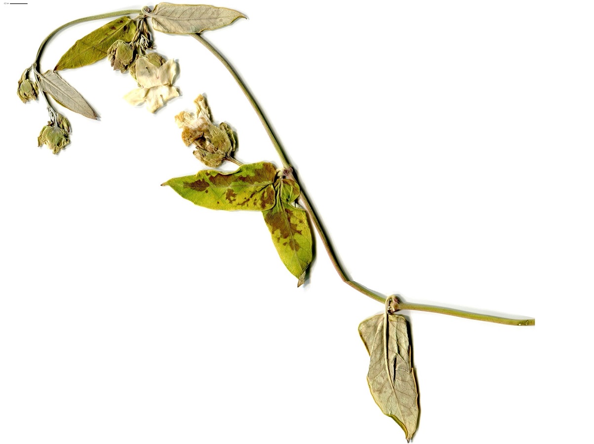 Araujia sericifera (Apocynaceae)